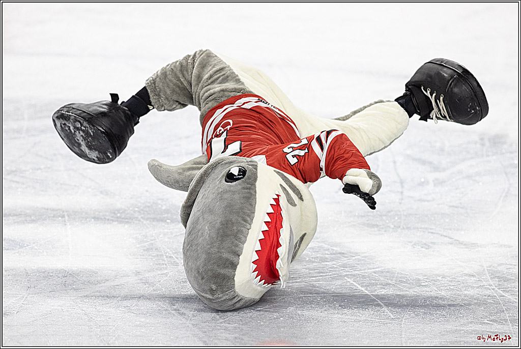 PENNY DEL;  Kölner Haie - Augsburger Panther; Köln, 20.12.2022